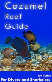cozumel reef guide